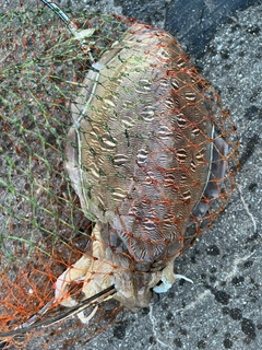 モンゴウイカの釣果