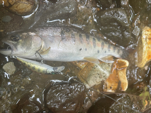 ヤマメの釣果