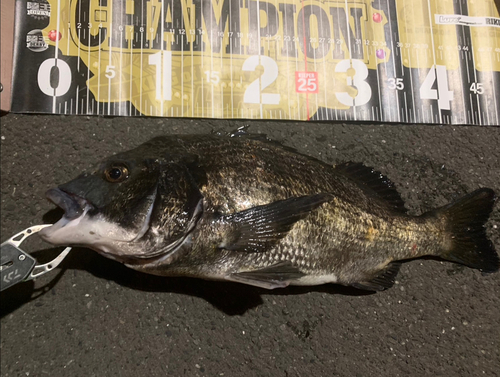 クロダイの釣果