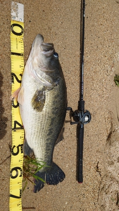 ブラックバスの釣果