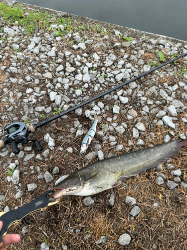 マナマズの釣果