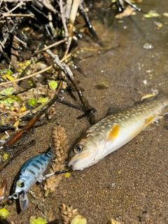 アメマスの釣果