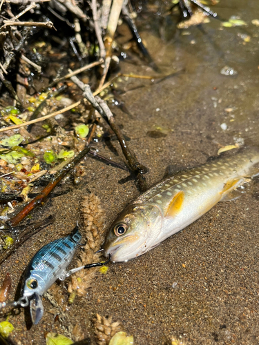 アメマスの釣果