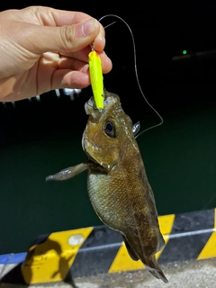 ガヤの釣果