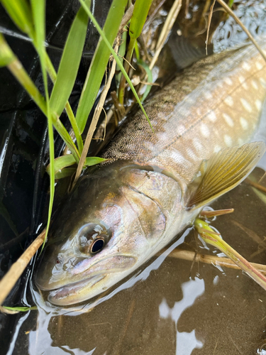 アメマスの釣果