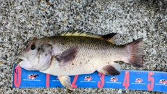 コブダイの釣果