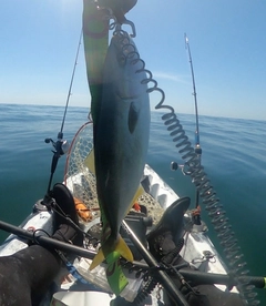 イナダの釣果