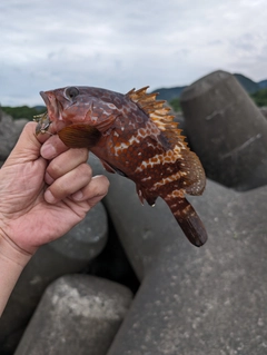 キジハタの釣果