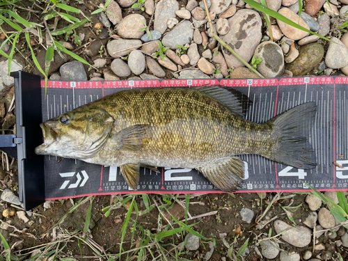 スモールマウスバスの釣果