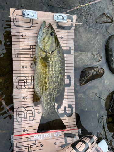 スモールマウスバスの釣果