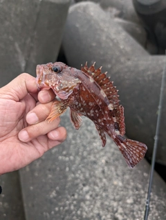 カサゴの釣果