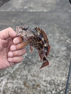 カサゴの釣果