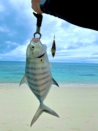 クロヒラアジの釣果