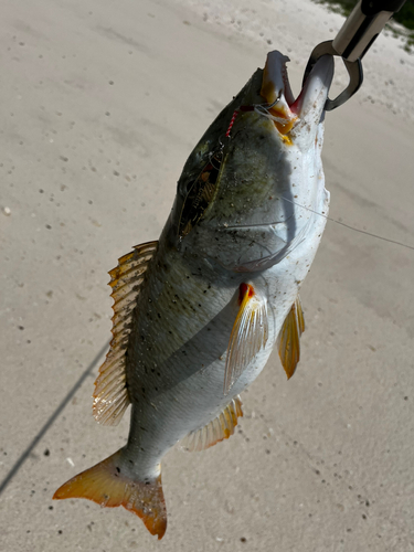 ムネアカクチビの釣果