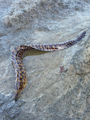 ウツボの釣果