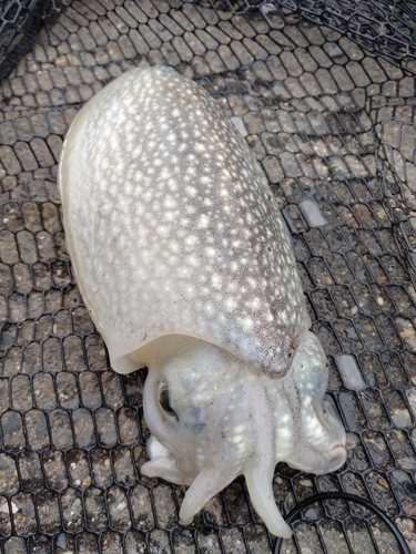 シリヤケイカの釣果