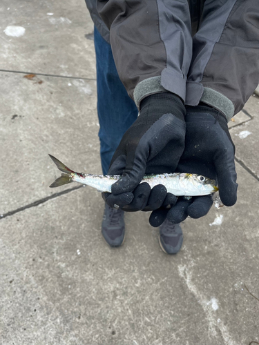 イワシの釣果