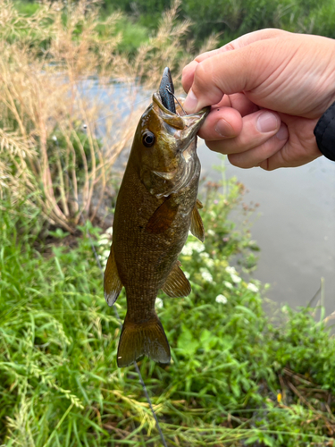 スモールマウスバスの釣果