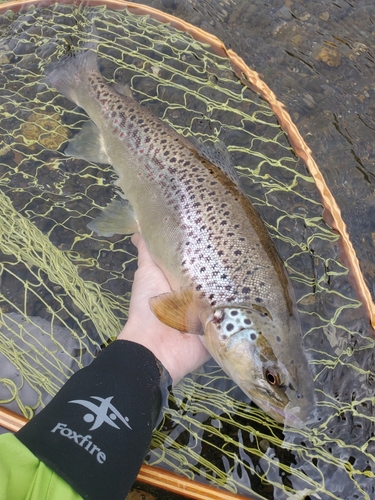 ブラウントラウトの釣果