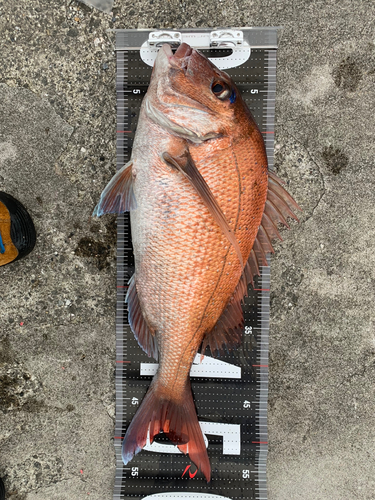 マダイの釣果