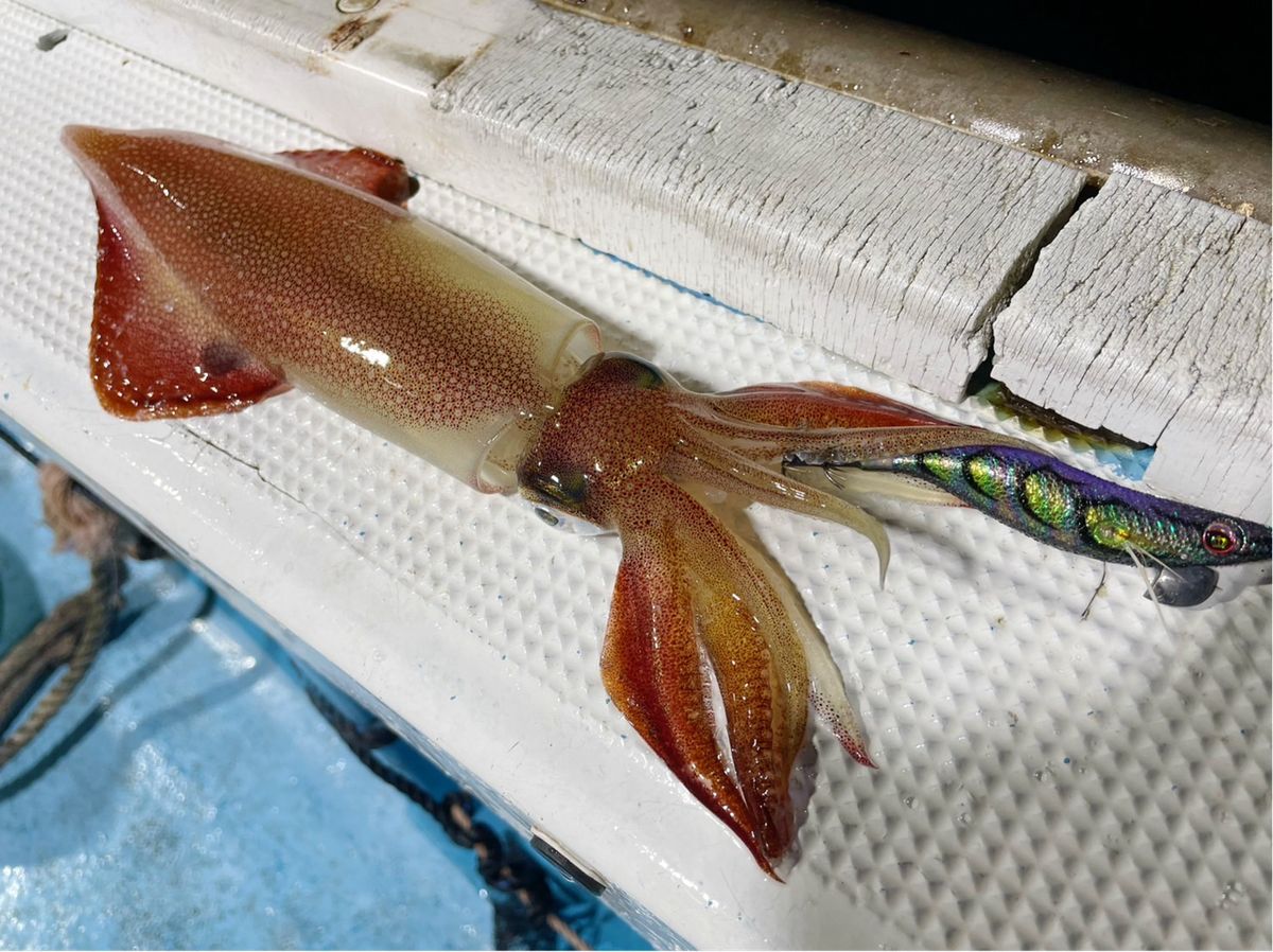 釣りガールみかんさんの釣果 3枚目の画像