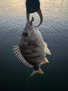 キチヌの釣果