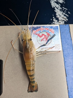 オニテナガエビの釣果