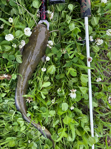 ナマズの釣果