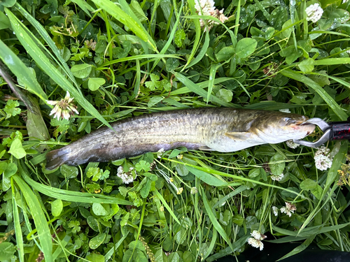 ナマズの釣果