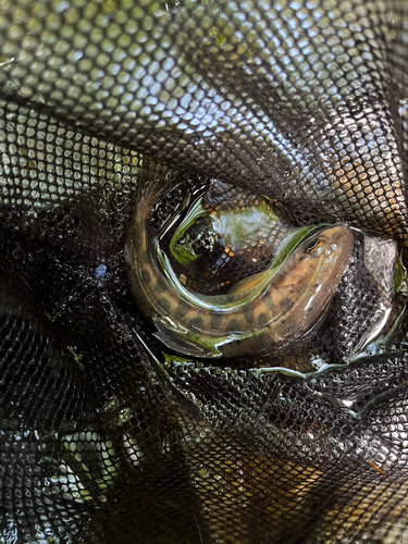 ヤマメの釣果