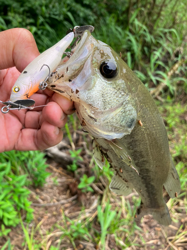 ラージマウスバスの釣果