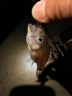 ネンブツダイの釣果