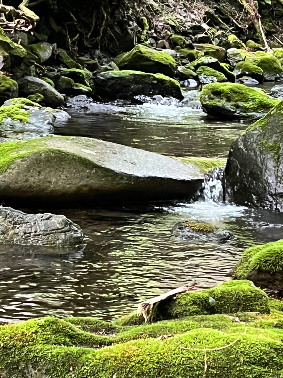 イワナ