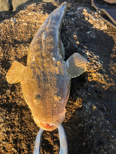 マゴチの釣果