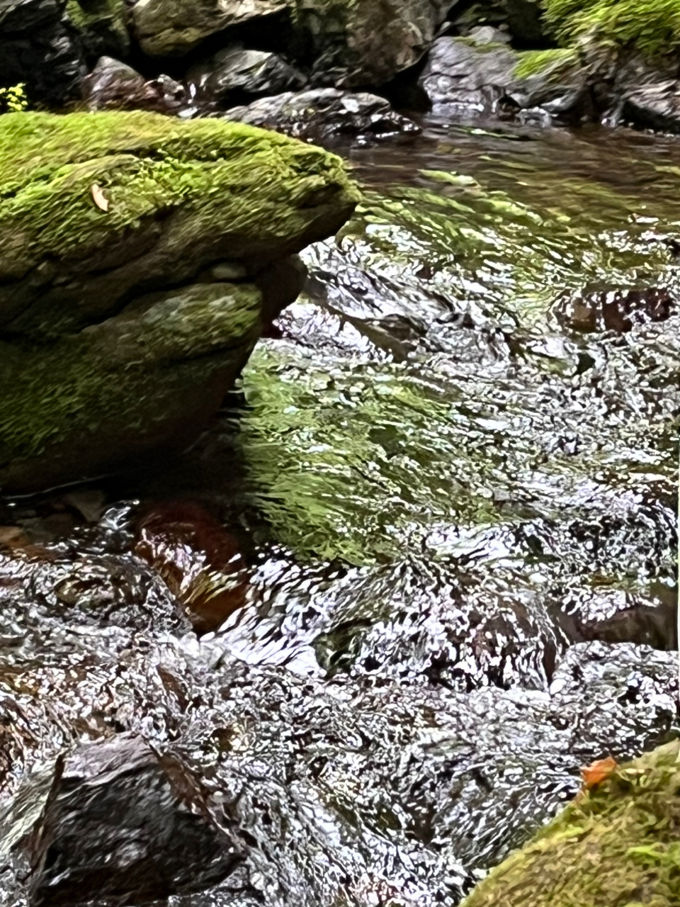 イワナ