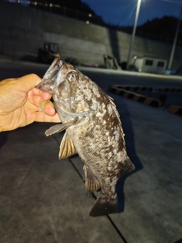 クロソイの釣果