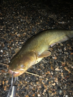 マナマズの釣果