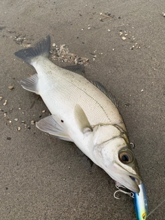 セイゴ（ヒラスズキ）の釣果