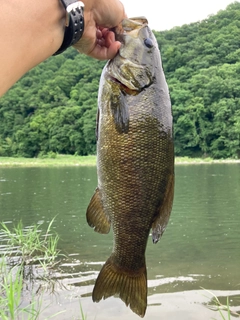 スモールマウスバスの釣果