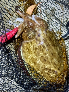 モンゴウイカの釣果