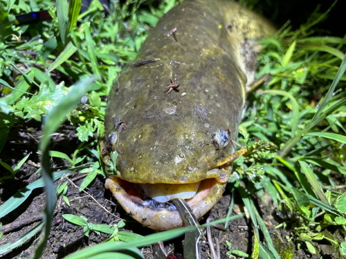 ナマズの釣果