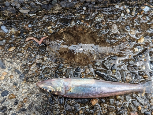 カレイの釣果