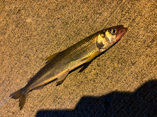 キュウリウオの釣果