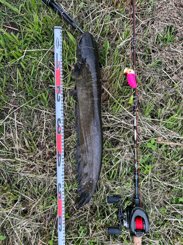 ナマズの釣果