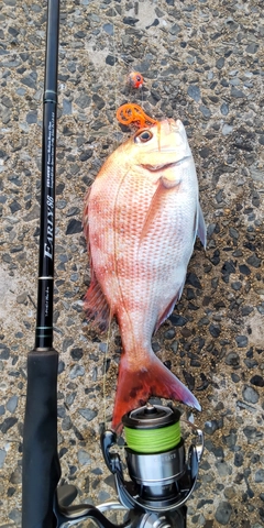 マダイの釣果