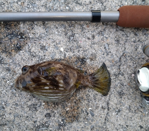 サザナミフグの釣果