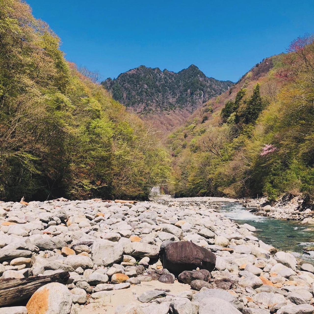 イワナ