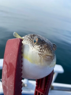 ショウサイフグの釣果