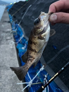 シロメバルの釣果