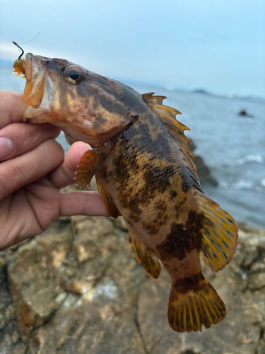 タケノコメバルの釣果